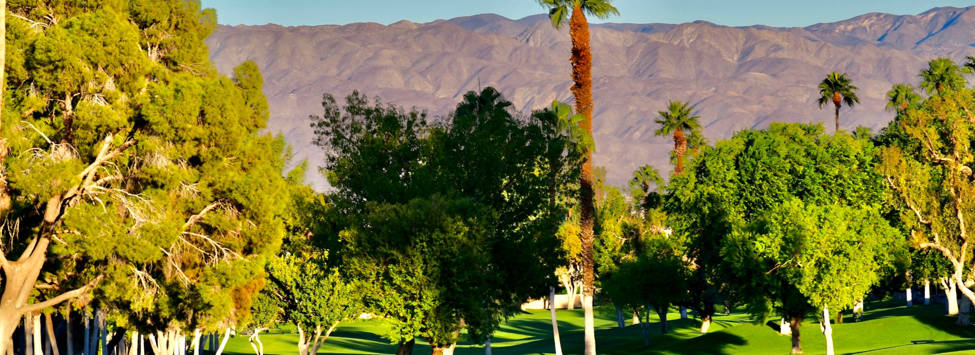 Trees on golf course